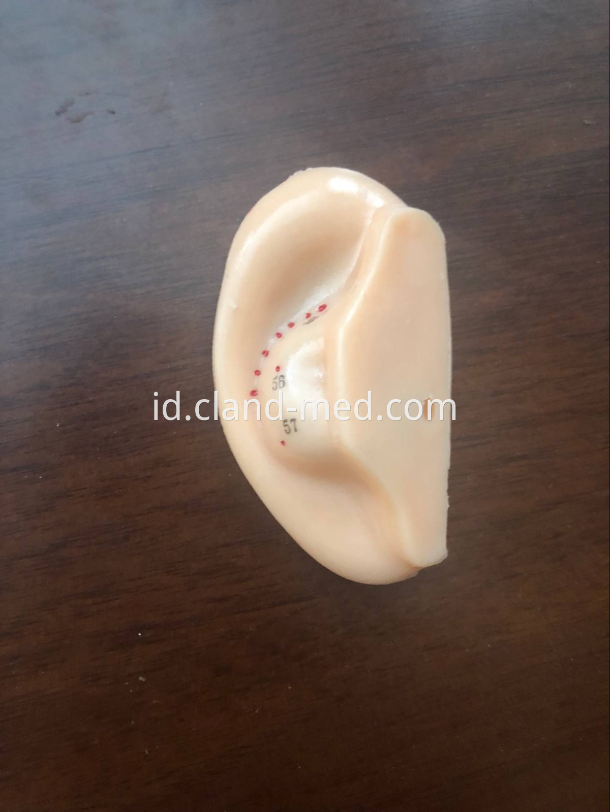 CL-MD0096 EAR ACUPUNCTURE MODEL 4